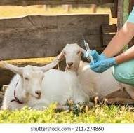 Veterinary Animal Care image